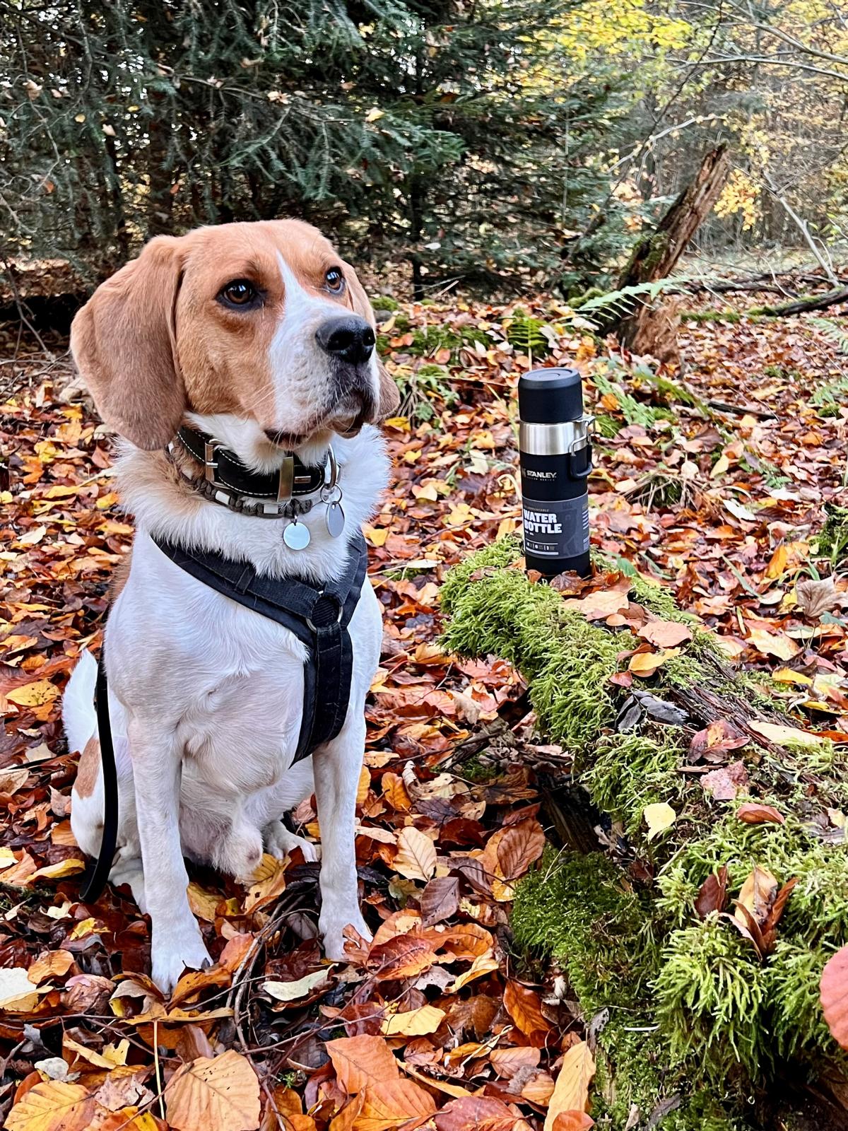 Master Vacuum Water Bottle